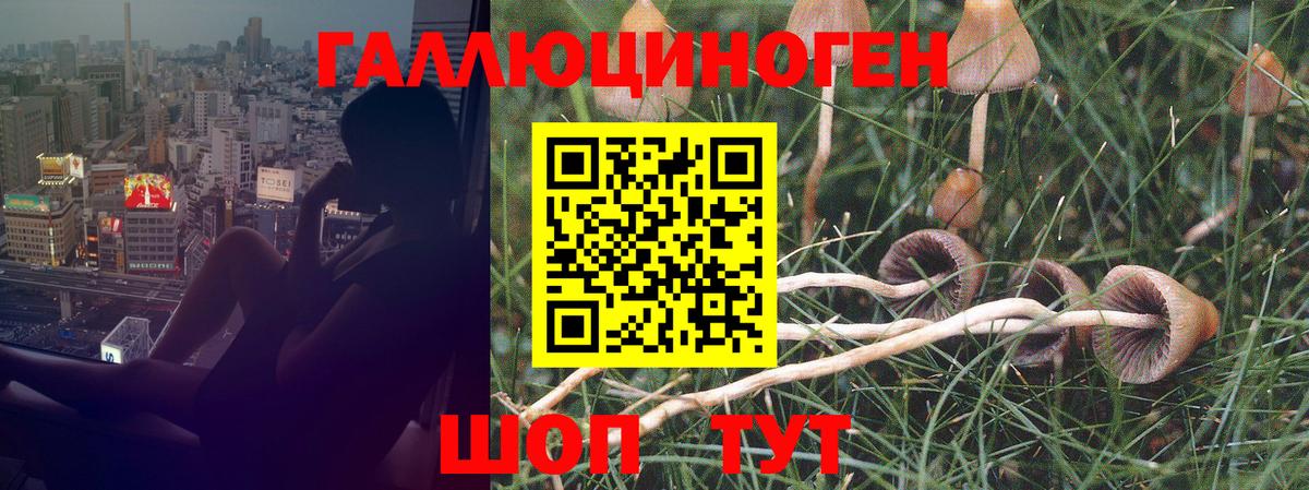 Галлюциногенные грибы Psilocybine cubensis  Галлюциногенные грибы мицелий  Киров  Вход с VPN 